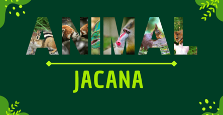 Jacana | Facts, Diet, Habitat & Pictures