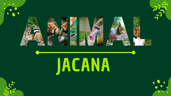 Jacana | Facts, Diet, Habitat & Pictures