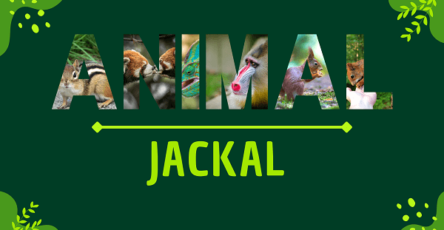Jackal | Facts, Diet, Habitat & Pictures