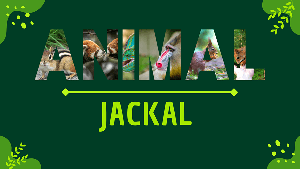 Jackal | Facts, Diet, Habitat & Pictures