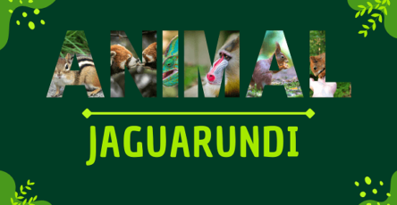 Jaguarundi | Facts, Diet, Habitat & Pictures
