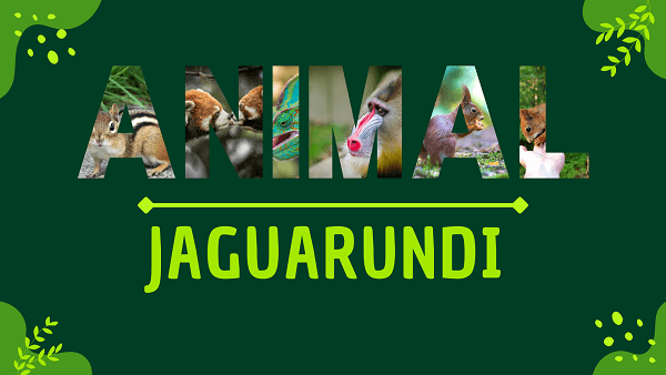 Jaguarundi | Facts, Diet, Habitat & Pictures