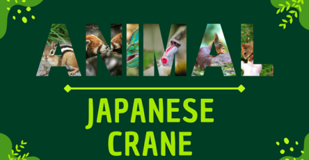 Japanese Crane | Facts, Diet, Habitat & Pictures