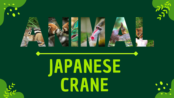 Japanese Crane | Facts, Diet, Habitat & Pictures