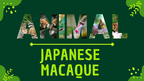 Japanese Macaque | Facts, Diet, Habitat & Pictures