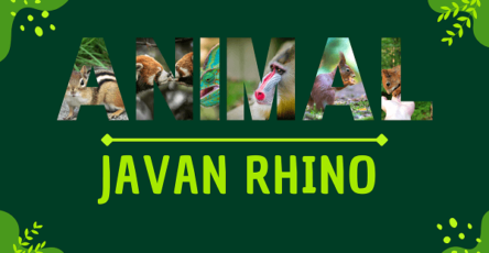 Javan Rhino | Facts, Diet, Habitat & Pictures