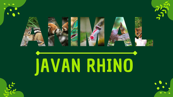 Javan Rhino | Facts, Diet, Habitat & Pictures