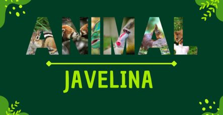 Javelina | Facts, Diet, Habitat & Pictures