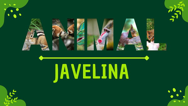 Javelina | Facts, Diet, Habitat & Pictures