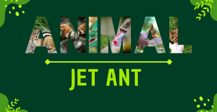 Jet Ant | Facts, Diet, Habitat & Pictures