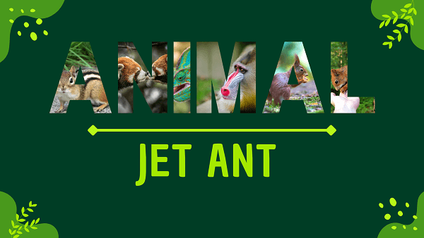 Jet Ant | Facts, Diet, Habitat & Pictures