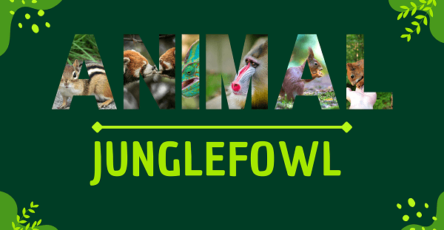 Junglefowl | Facts, Diet, Habitat & Pictures