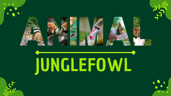 Junglefowl | Facts, Diet, Habitat & Pictures
