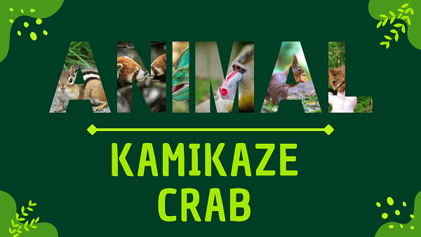 Kamikaze Crab | Facts, Diet, Habitat & Pictures