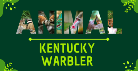Kentucky Warbler | Facts, Diet, Habitat & Pictures