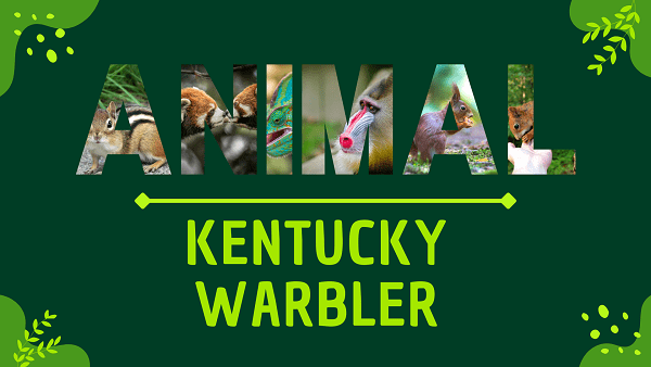 Kentucky Warbler | Facts, Diet, Habitat & Pictures
