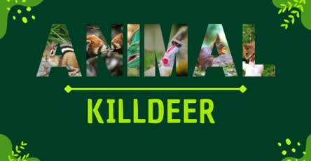 Killdeer | Facts, Diet, Habitat & Pictures
