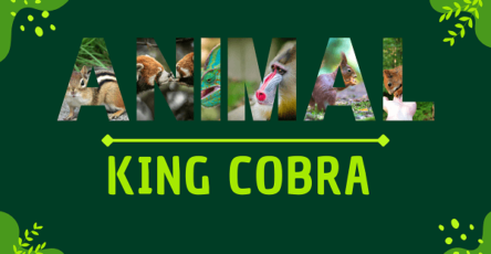 King Cobra | Facts, Diet, Habitat & Pictures