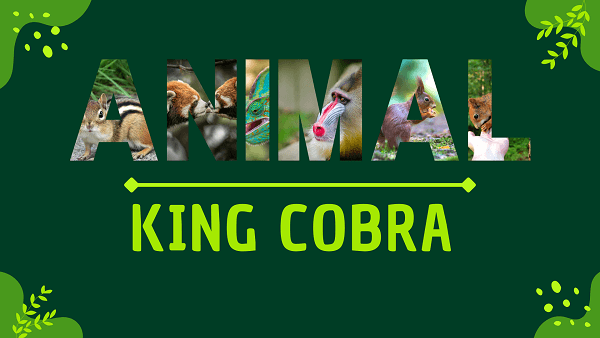 King Cobra | Facts, Diet, Habitat & Pictures