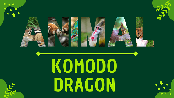 Komodo Dragon | Facts, Diet, Habitat & Pictures