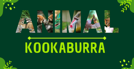 Kookaburra | Facts, Diet, Habitat & Pictures