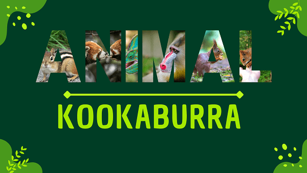 Kookaburra | Facts, Diet, Habitat & Pictures