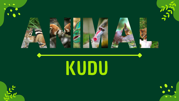 Kudu | Facts, Diet, Habitat & Pictures