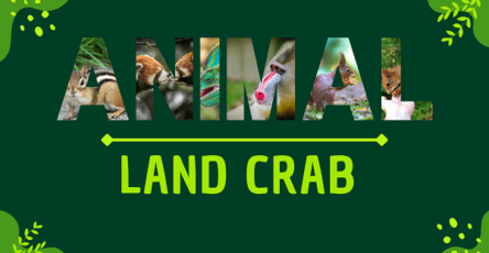 Land Crab | Facts, Diet, Habitat & Pictures
