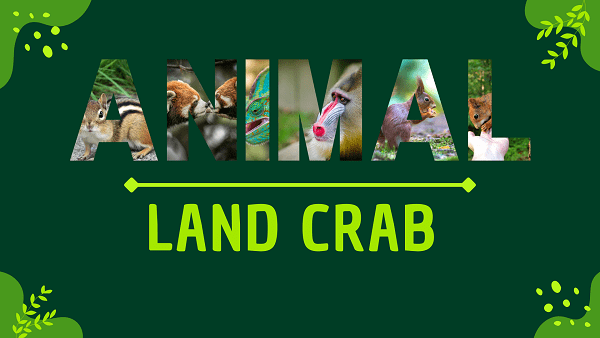 Land Crab | Facts, Diet, Habitat & Pictures