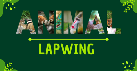 Lapwing | Facts, Diet, Habitat & Pictures