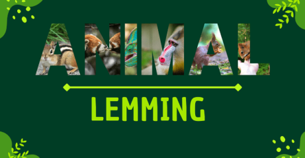 Lemming | Facts, Diet, Habitat & Pictures