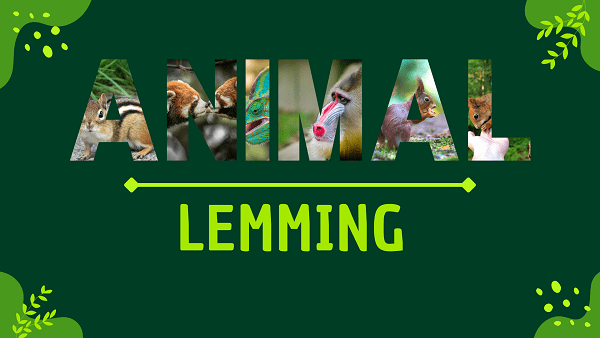 Lemming | Facts, Diet, Habitat & Pictures