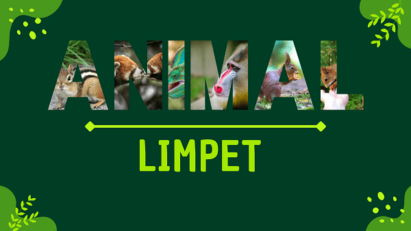 Limpets