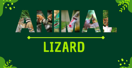 Lizard | Facts, Diet, Habitat & Pictures