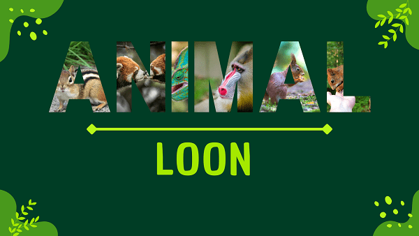 Loon | Facts, Diet, Habitat & Pictures