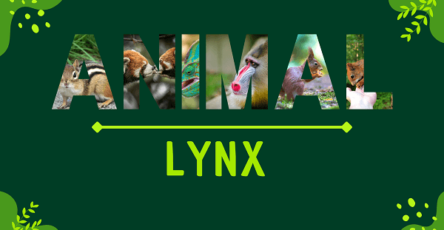 Lynx | Facts, Diet, Habitat & Pictures