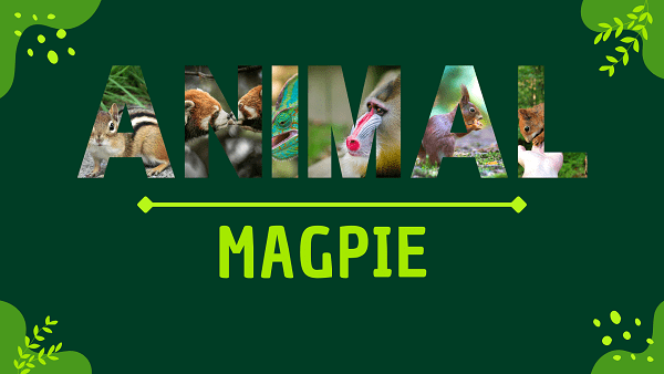 Magpie | Facts, Diet, Habitat & Pictures
