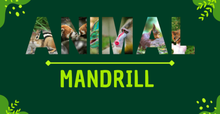 Mandrill | Facts, Diet, Habitat & Pictures