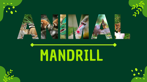 Mandrill | Facts, Diet, Habitat & Pictures