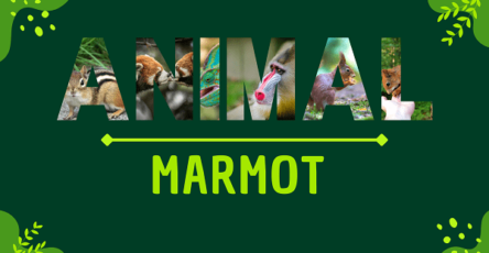 Marmot | Facts, Diet, Habitat & Pictures
