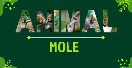 Mole | Facts, Diet, Habitat & Pictures