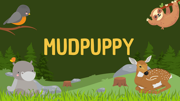 Mudpuppy | Facts, Diet, Habitat & Pictures