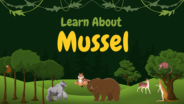 Mussel | Facts, Diet, Habitat & Pictures