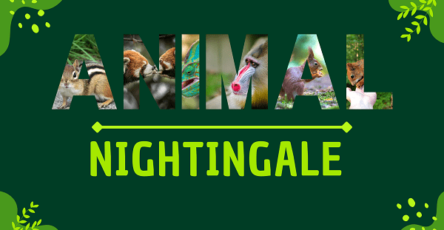 Nightingale | Facts, Diet, Habitat & Pictures