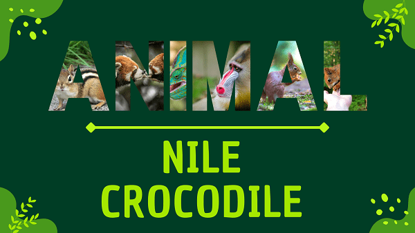 Nile Crocodile | Facts, Diet, Habitat & Pictures