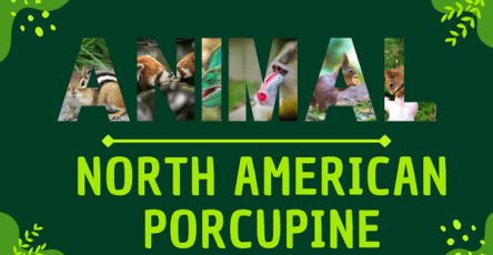 North American Porcupine | Facts, Diet, Habitat & Pictures