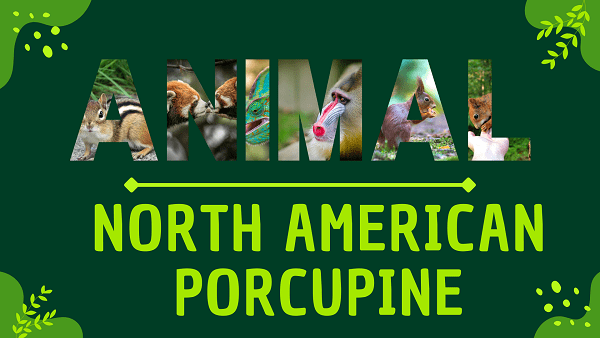 North American Porcupine | Facts, Diet, Habitat & Pictures