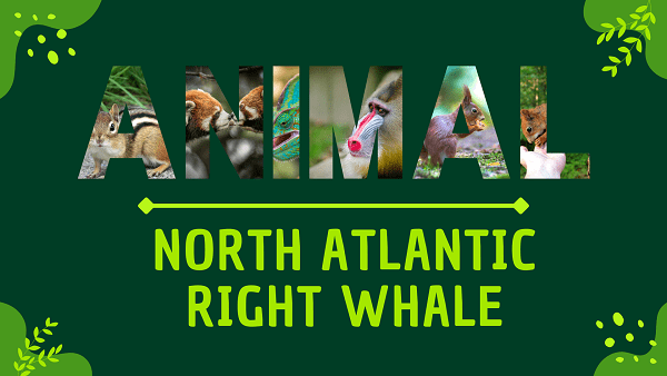 North Atlantic Right Whale | Facts, Diet, Habitat & Pictures