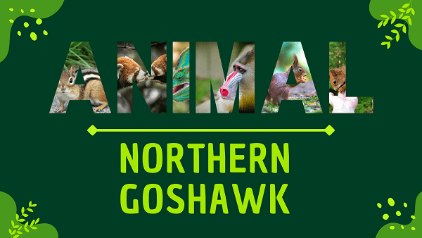 Northern Goshawk | Facts, Diet, Habitat & Pictures
