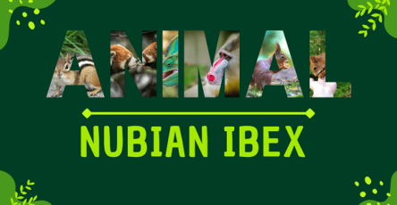 Nubian Ibex | Facts, Diet, Habitat & Pictures